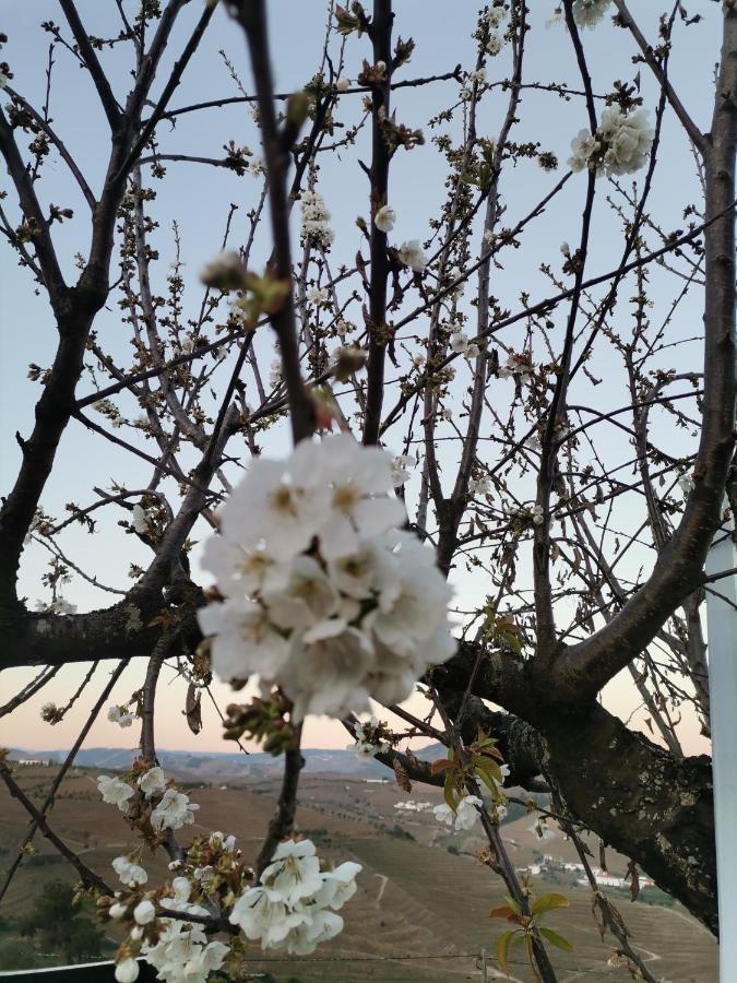 Quinta De Travassinhos- Douro Valley & Spa Санта-Марта-ди-Пенагиан Экстерьер фото